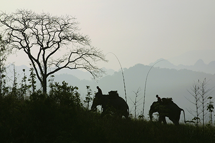 Elephants Walking Up A Hill