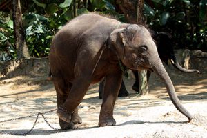 baby_elephant